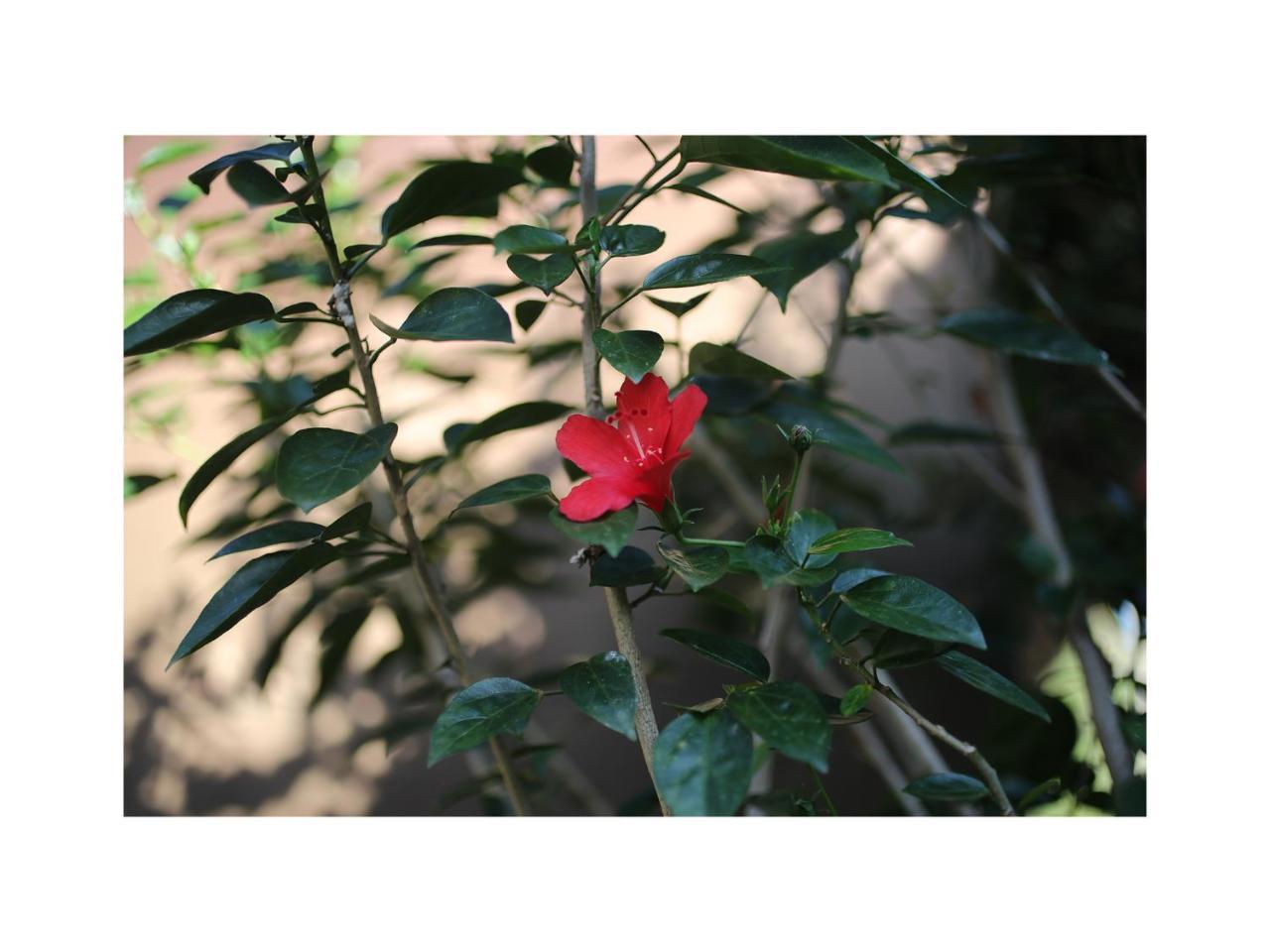 In Da Garden Διαμέρισμα Ουμπούντ Εξωτερικό φωτογραφία
